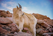 Billy Goats Scruff #1 Photograph by Darren White