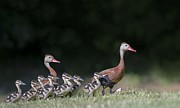 Black-bellied whistling duck with its babies #1 Photograph by Puttaswamy Ravishankar Black-bellied whistling duck with its babies #1 Photograph by Puttaswamy Ravishankar