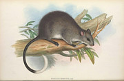 Black-footed Tree Rat #1 Drawing by John Gould