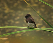 Black Phoebe #1 Photograph by Joe Fisher
