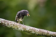 Black Phoebe Ukuku Juntas Tolima Colombia #1 Photograph by Adam Rainoff