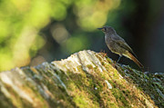 Black Redstart Phoenicurus ochruros Perched on Stone Wall O Seixo Galicia #1 Photograph by Sapiens Verbum Black Redstart Phoenicurus ochruros Perched on Stone Wall O Seixo Galicia #1 Photograph by Sapiens Verbum