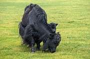 Black Yak Cow with Calf, Orchon Valley, Khangai Nuruu National Park, Oevoerkhangai Aimag, Mongolia #1 Photograph by Guenter Fischer