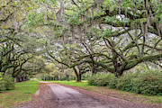 Brewton Plantation Avenue of Oaks, Yemasse, South Carolina #1 Photograph by Dawna Moore Photography