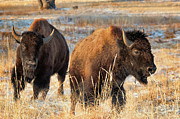 Buffalo Run #1 Photograph by Jim Garrison
