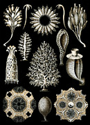 Calcispongiae by Ernst Haeckel Drawing by Mango Art
