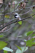 Carolina Chickadee Photograph by Robert Harris Carolina Chickadee Photograph by Robert Harris