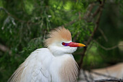 Cattle Egret  #1 Digital Art by Jerry Dalrymple