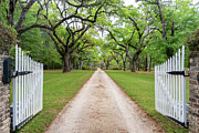 Chicora Wood Plantation, Plantersville, South Carolina #1 Photograph by Dawna Moore Photography