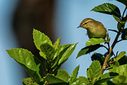 Common Chiffchaff Phylloscopus collybita Costa Ballena Cadiz #1 Photograph by Sapiens Verbum