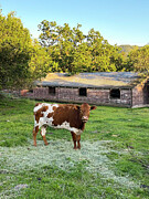 Cow in the Field Photograph by Leslie Brashear