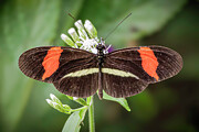 Crimson-patched Longwing Photograph by Adam Rainoff