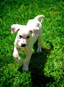 Cute White Labrador Puppy #1 Digital Art by Waterdancer Cute White Labrador Puppy #1 Digital Art by Waterdancer