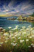 Daisies on Maines Acadia Shoreline #1 Photograph by Randall Nyhof Daisies on Maines Acadia Shoreline #1 Photograph by Randall Nyhof