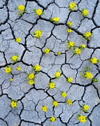 Desert Flowers #1 Photograph by Larry Marshall