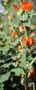 Desert Globemallow #1 Photograph by Bonny Puckett Desert Globemallow #1 Photograph by Bonny Puckett