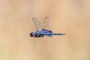 Dragon Fly #1 Photograph by Jerry Cahill