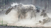 Dusty Duo. #1 Photograph by Paul Martin