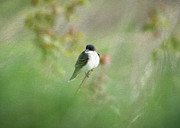 Eastern Kingbird #2 Digital Art by Holden The Moment Eastern Kingbird #2 Digital Art by Holden The Moment