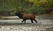 Bugle in the River Photograph by Doug McPherson