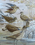 Eskimo Curlews #2 Painting by Barry Kent MacKay