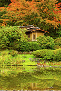 Fall colors at Seattle Japanese Garden #1 Digital Art by Michael Lee