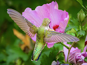 Feeding Hummer #1 Photograph by Mark Mille Feeding Hummer #1 Photograph by Mark Mille