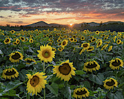 Field of Gold #1 Photograph by Darylann Leonard Photography