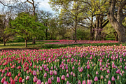 Field of Tulips - 13305 Photograph by Wall Art Of Texas
