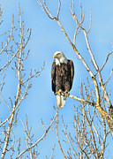 Fishing Eagle #1 Photograph by David Armstrong