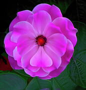 Floral Abstract 29 Digital Art by William Gunn Floral Abstract 29 Digital Art by William Gunn