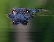 Florida Gator #1 Photograph by Larry Marshall Florida Gator #1 Photograph by Larry Marshall