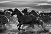 Freedom #1 Photograph by Jean Gill