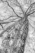 From Here to Eternity #1 Photograph by Marilyn Cornwell