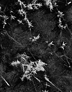 Frost Plumes #1 Photograph by Tom Daniel