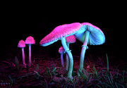 Glowing mushrooms #1 Photograph by Rob Lang Glowing mushrooms #1 Photograph by Rob Lang