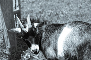 Goat With An Attitude #1 Photograph by Demetrai Johnson