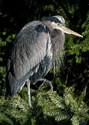 Great Blue Heron  #2 Photograph by Carl Olsen