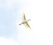 Snowy Egret #1 Photograph by Photobuphs Nature Photography