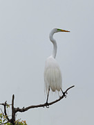 Great egret Photograph by Puttaswamy Ravishankar Great egret Photograph by Puttaswamy Ravishankar
