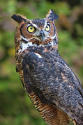 Great Horned Owl #1 Digital Art by Jerry Dalrymple