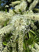 Grevillea.  #1 Photograph by Sheila Smart Fine Art Photography