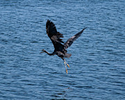 Heron in Flight #2 Photograph by Ron Roberts