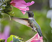 Hibiscus Hummer #1 Photograph by Mark Mille Hibiscus Hummer #1 Photograph by Mark Mille