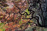 Highbush Huckleberry Bush - Ozark's #1 Photograph by William Rainey Highbush Huckleberry Bush - Ozark's #1 Photograph by William Rainey