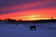 Horse Sunset #1 Photograph by Brook Burling
