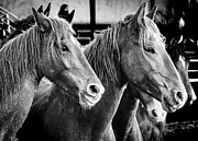 Horses #1 Photograph by Kelly Markus
