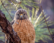 I See You #1 Photograph by Rick Nelson