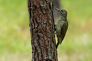 Iberian Green Woodpecker Picus sharpei Cabanas Galicia #1 Photograph by Sapiens Verbum Iberian Green Woodpecker Picus sharpei Cabanas Galicia #1 Photograph by Sapiens Verbum