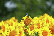 Indigo Bunting on Sunflower #1 Photograph by Brook Burling